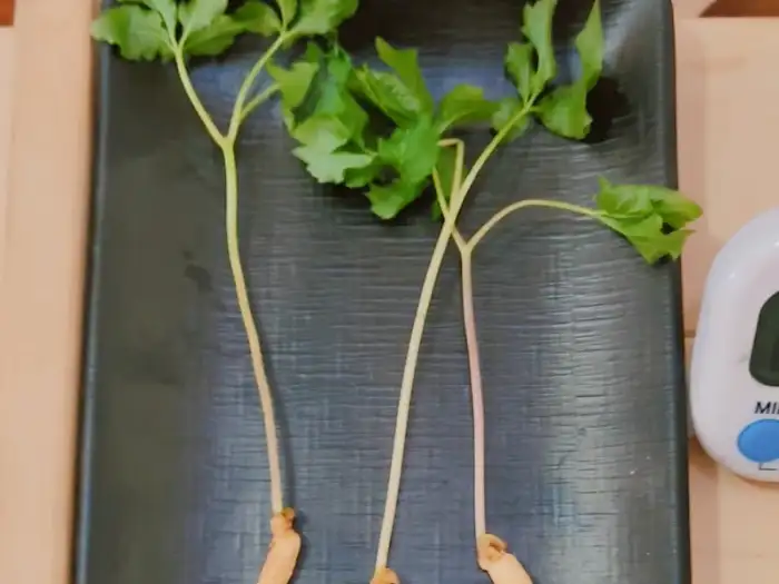 서비스로 제공된 새싹삼