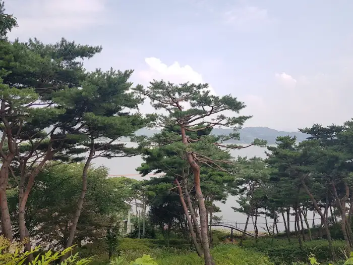 소나무 숲과 예당호 풍경