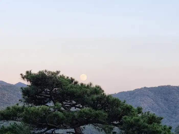 하늘에 떠 있는 달을 배경으로, 소나무가 숲을 이루고 있는 산자락 풍경.