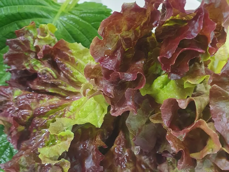 신선한 쌈 채소