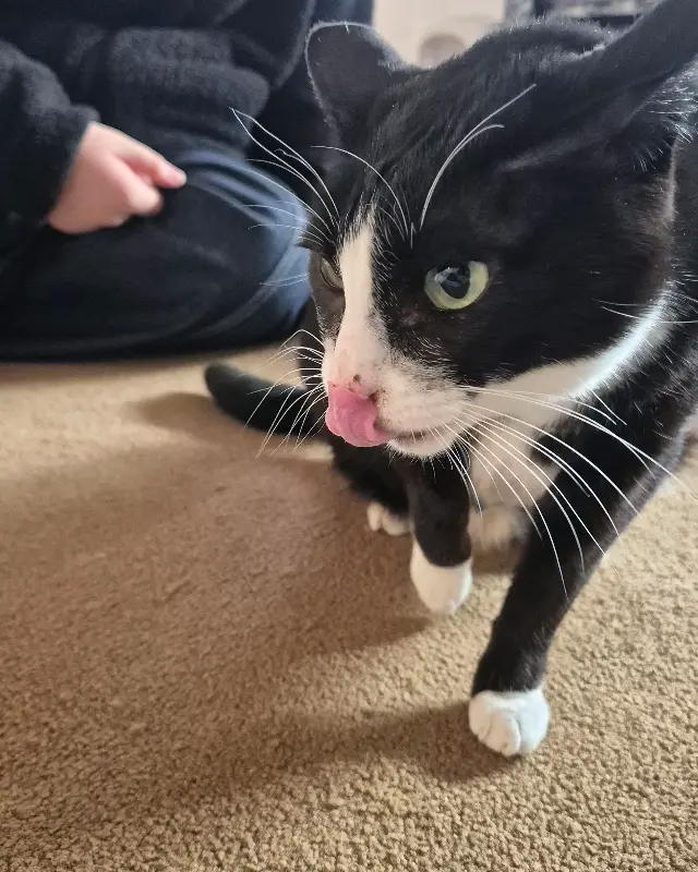 3층 캣존의 고양이