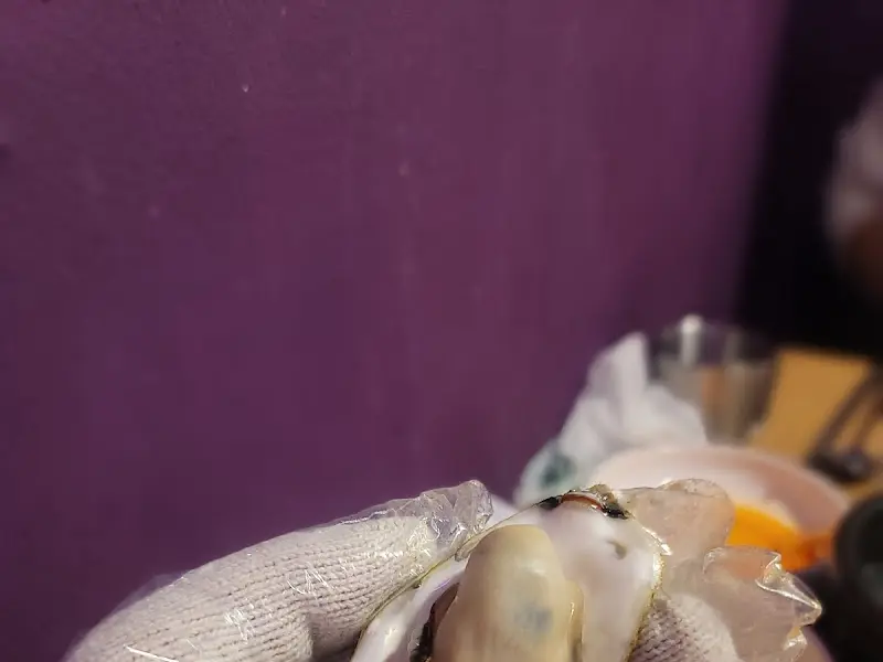 신선한 굴을 손질하는 모습