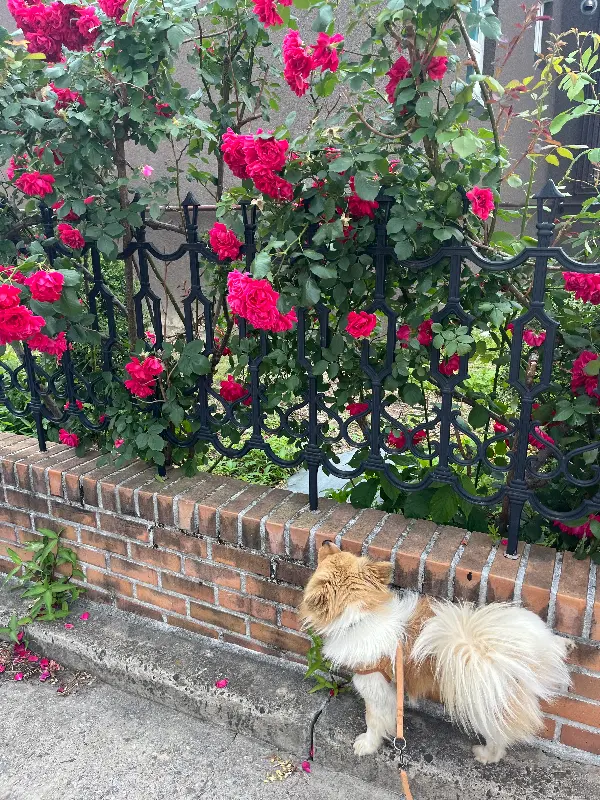 흑임자 크림 라떼의 비주얼