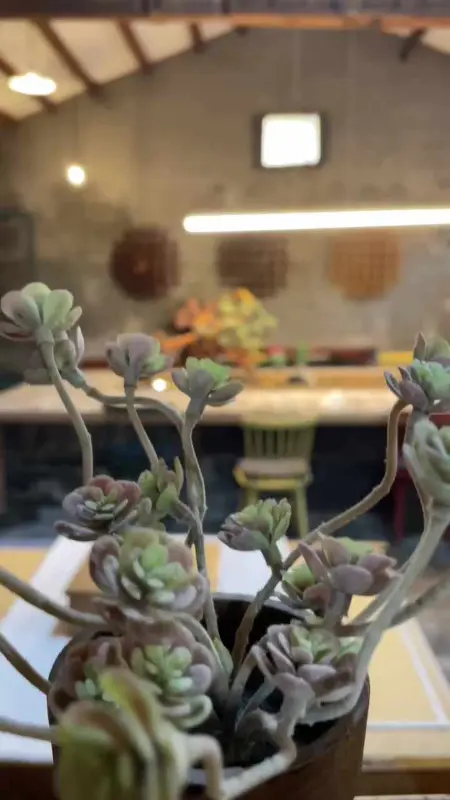 테이블 위 작은 화분