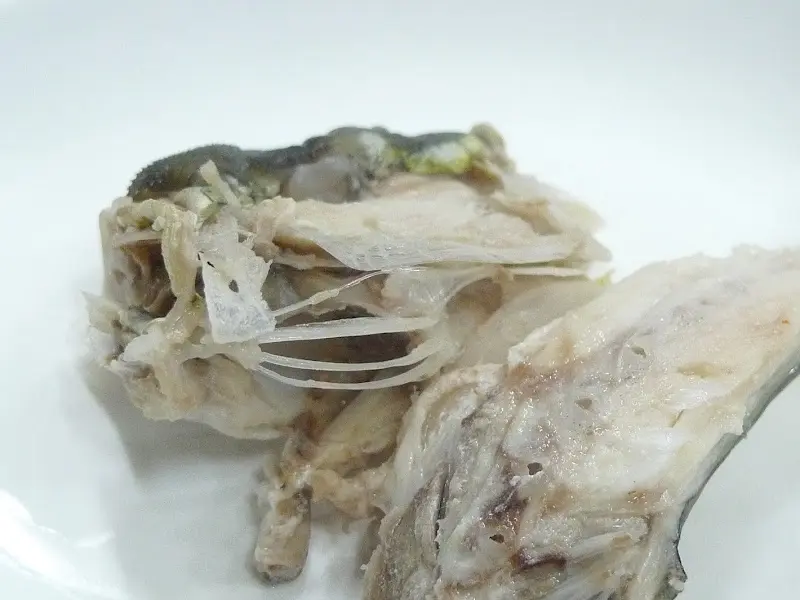 복어 살의 모습