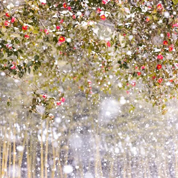 눈 내리는 풍경