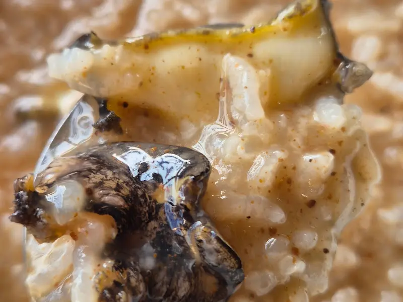 전복죽 근접 사진