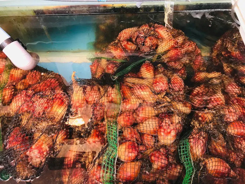 싱싱한 해산물이 가득한 수족관