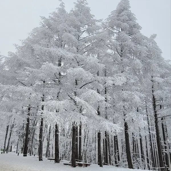 눈 덮인 소나무 숲