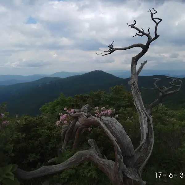 산 정상의 앙상한 나뭇가지와 푸른 하늘