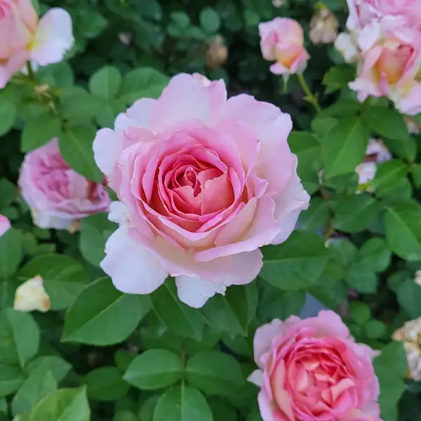 아름다운 분홍색 장미꽃