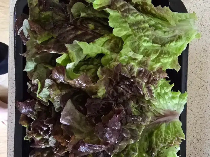 싱싱한 상추와 깻잎이 담긴 검정색 포장 용기