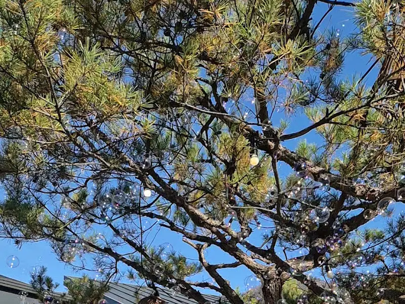 소나무에 걸린 풍경