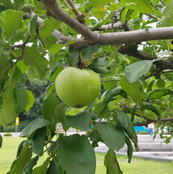 나무에 열린 사과