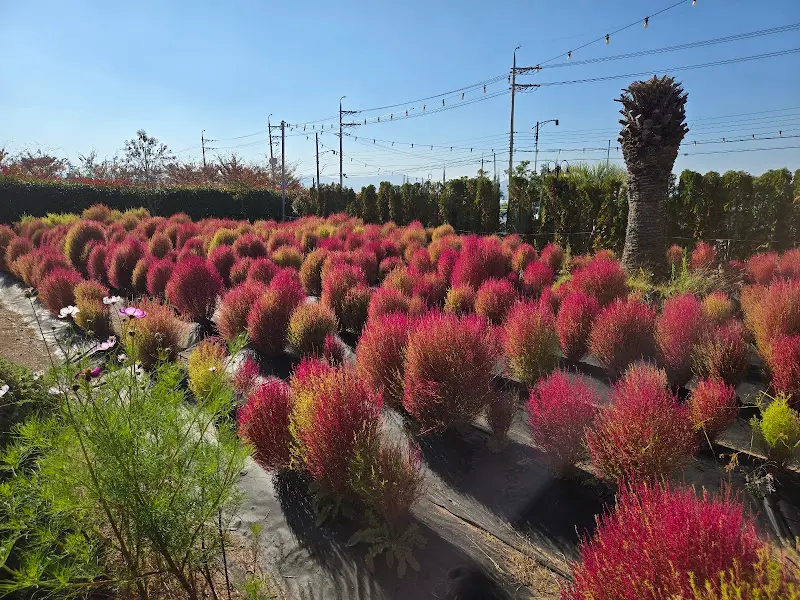 핑크 뮬리가 가득 핀 정원