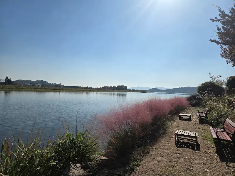 낙동강을 따라 핀 핑크 뮬리