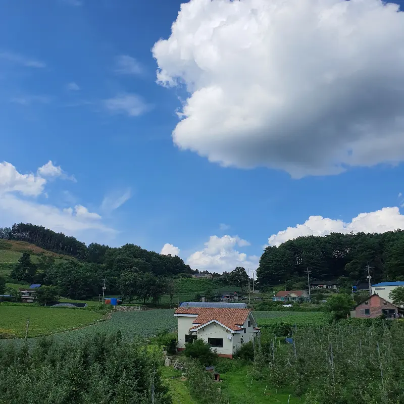 푸른 하늘과 사과밭 풍경