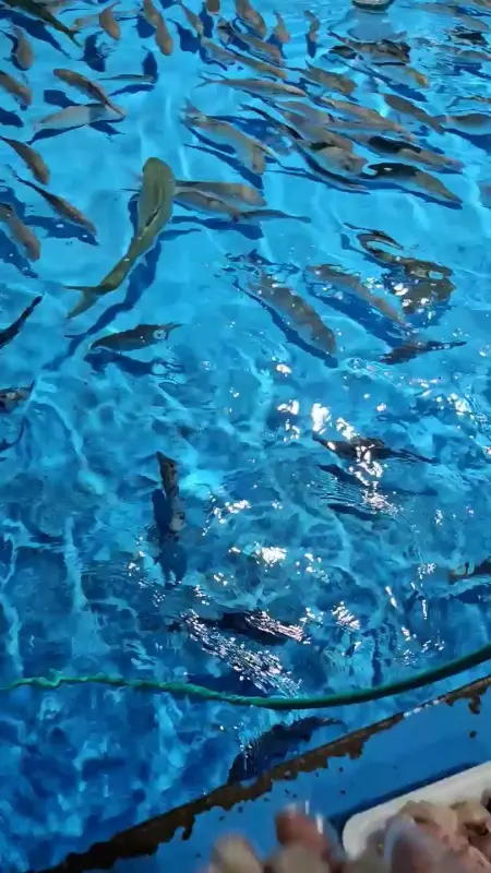 수조에서 활기차게 헤엄치는 물고기들