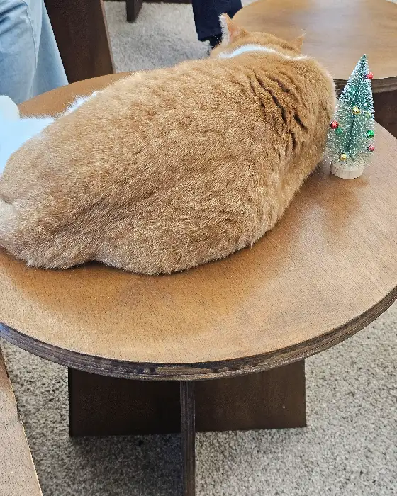다른 각도에서 찍은 갈색 고양이