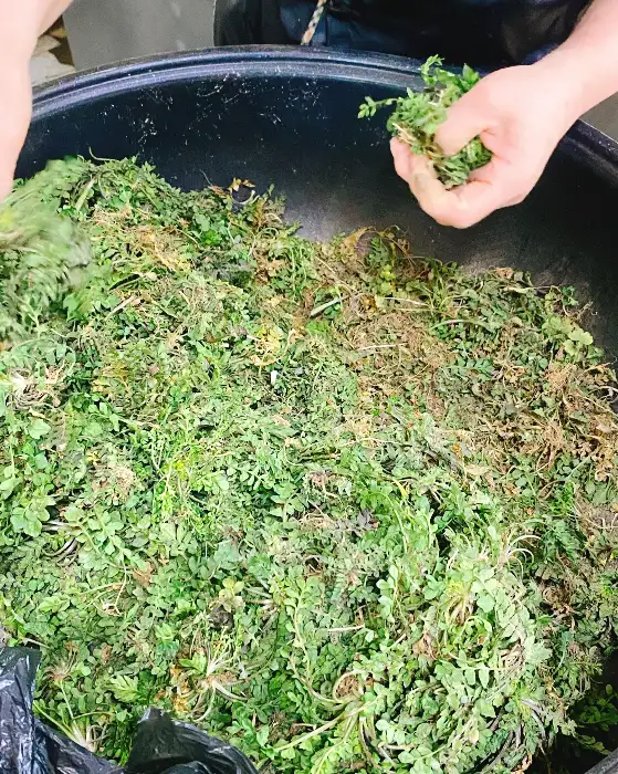 신선한 산나물