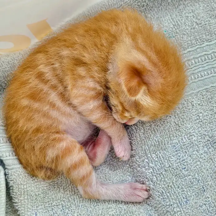 자는 아기 고양이
