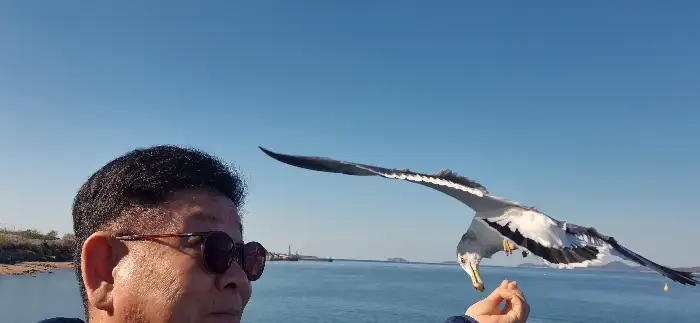 갈매기에게 먹이를 주는 남성
