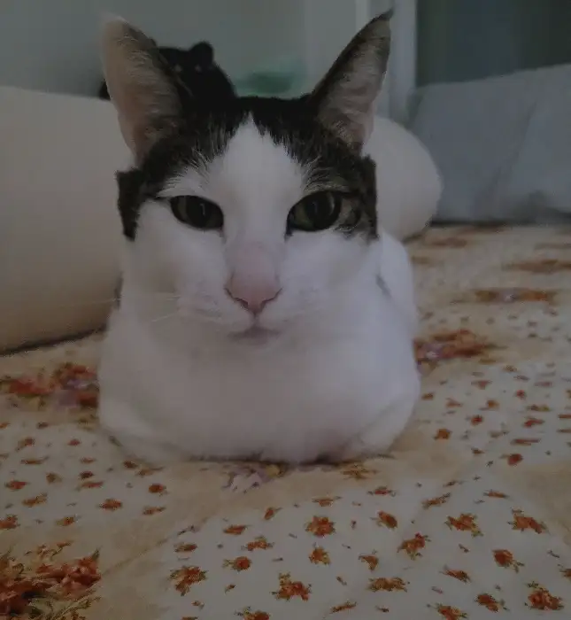 앉아 있는 고양이