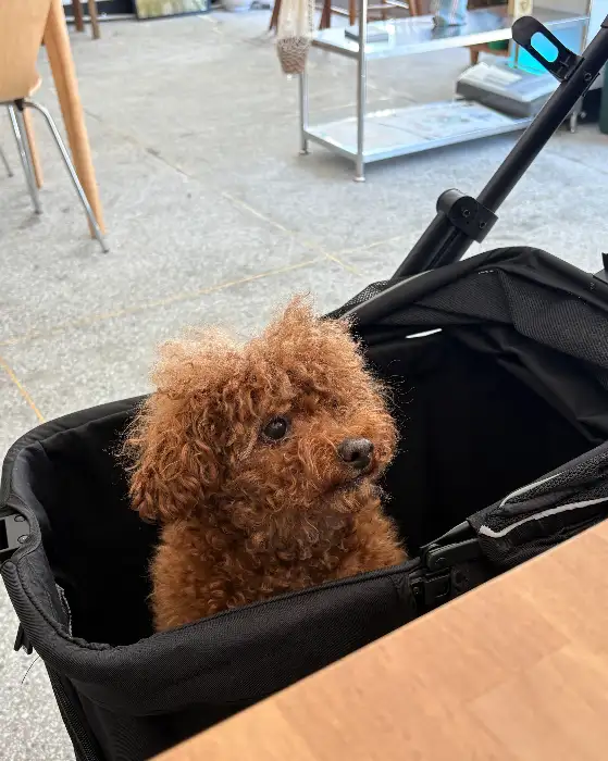 이동장 안에 있는 반려견