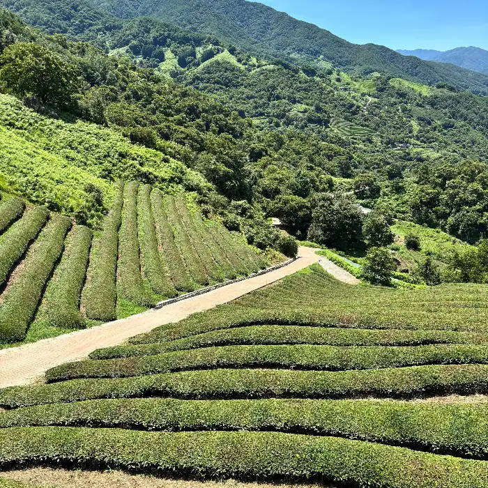 하동의 푸른 산과 녹차밭 풍경