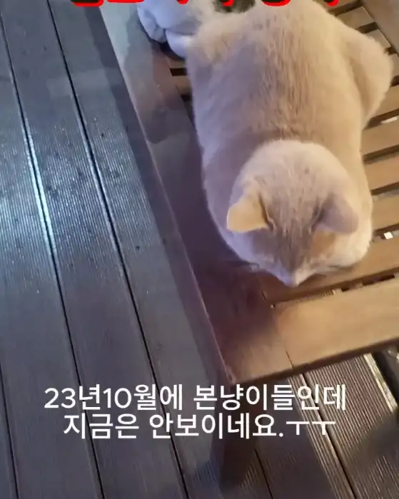 나무 바닥에 앉아 있는 귀여운 고양이