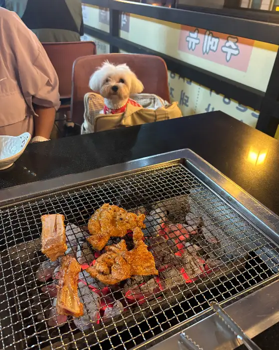 숯불 위에서 구워지는 돼지갈비 조각들