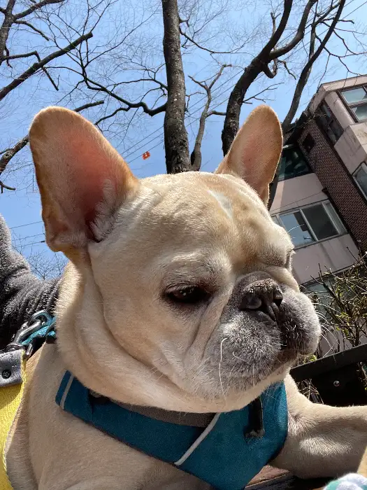 진한 트러플 향이 느껴지는 콰트로 머쉬룸 트러플 파스타.