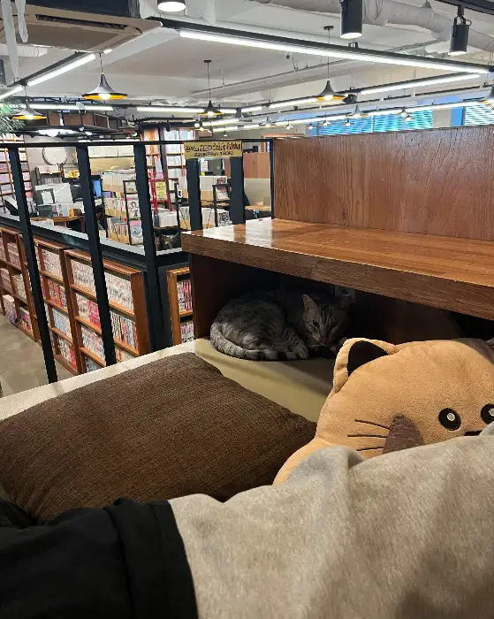 책장 사이에서 쉬고 있는 회색 고양이