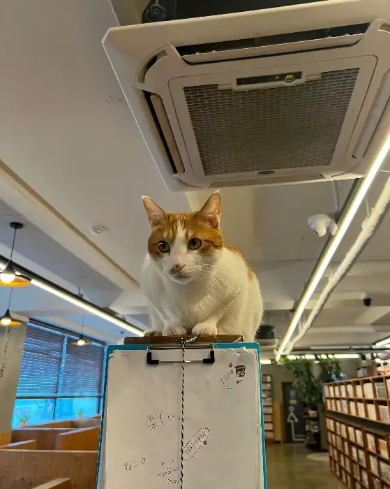 클립보드 위에 앉아있는 오렌지색 고양이