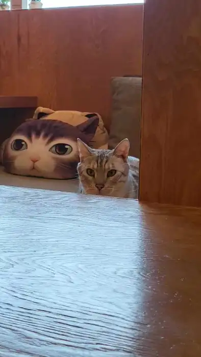 쿠션 뒤에 숨어있는 고양이