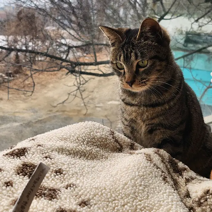 창가에 앉아있는 귀여운 고양이