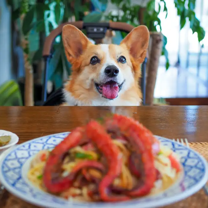 한치물회