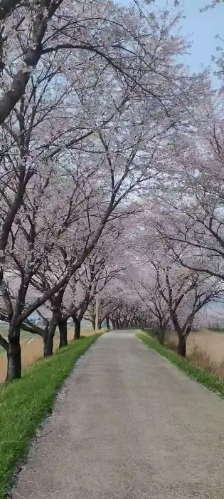 벚꽃길 풍경