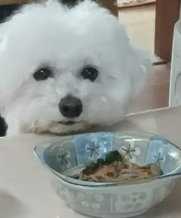 반려견 동반 가능한 곳임을 암시하는 귀여운 강아지 사진