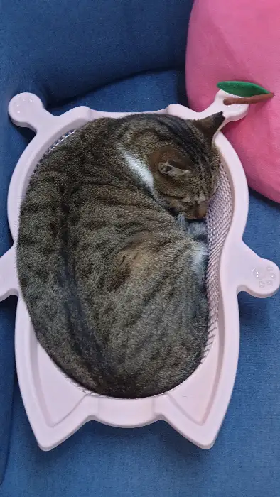 푹 자고 있는 고양이
