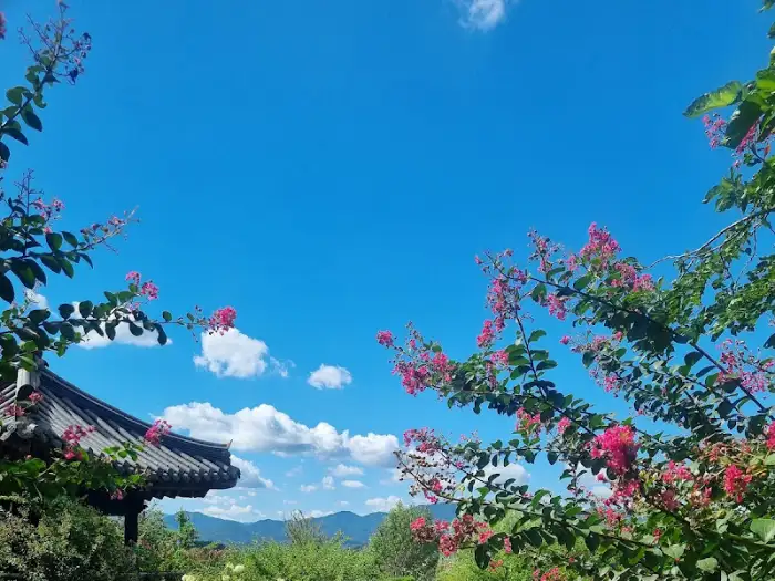분홍색 꽃과 푸른 하늘