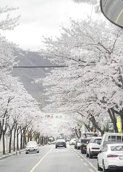 진해 벚꽃 거리 모습