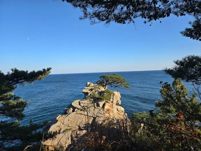 프레임처럼 보이는 소나무 가지 사이로 보이는 바다 풍경