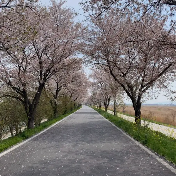 벚꽃이 만발한 길