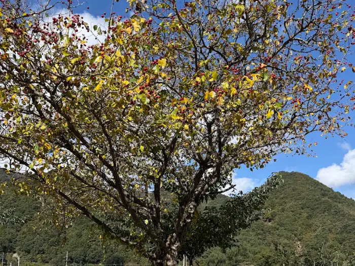 식당 주변의 자연 풍경