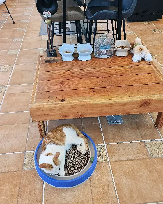 테이블 위에서 쉬고 있는 고양이