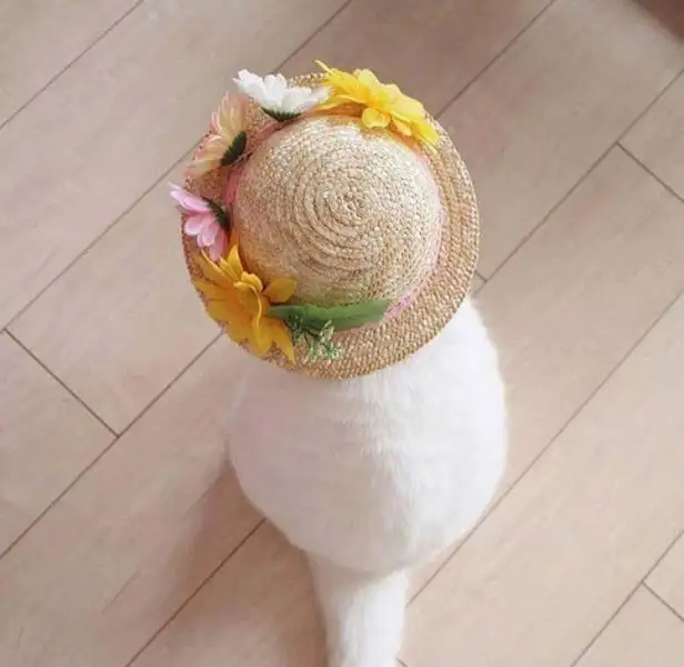 귀여운 고양이 사진