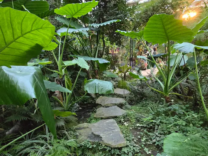 돌길이 놓인 식물원 산책로. 커다란 잎을 가진 식물들이 길가에 늘어서 있다.