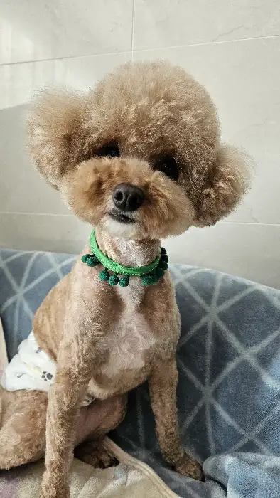 귀여운 푸들 강아지 사진