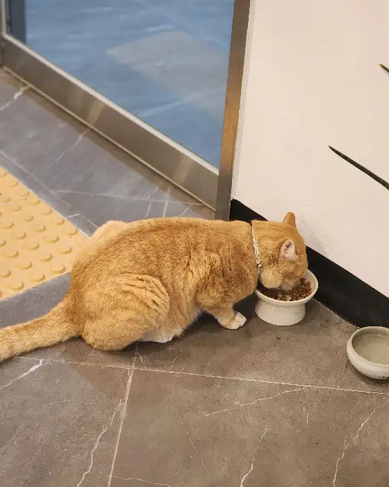 밥을 먹고 있는 고양이